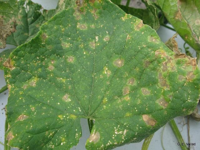 Figure 1. Cucumber leaf exhibiting early symptoms of anthracnose caused by C. orbiculare. Notice how initial lesions can have angular, water-soaked appearance similar to other common cucumber diseases.
